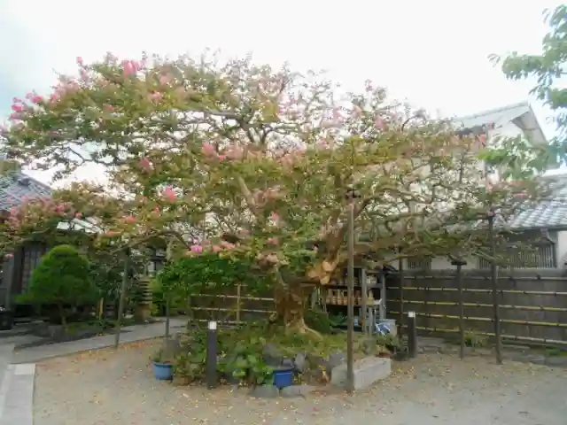 補陀落寺の自然