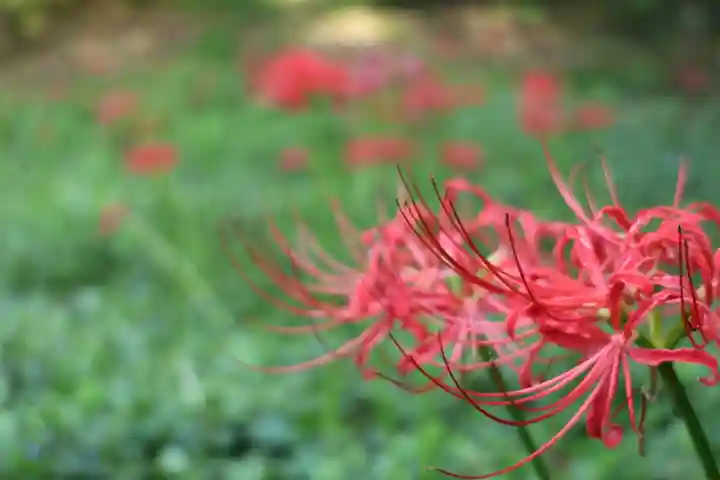 高幡不動尊 金剛寺(東京都)