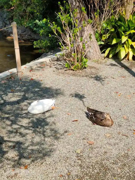 平塚八幡宮の動物
