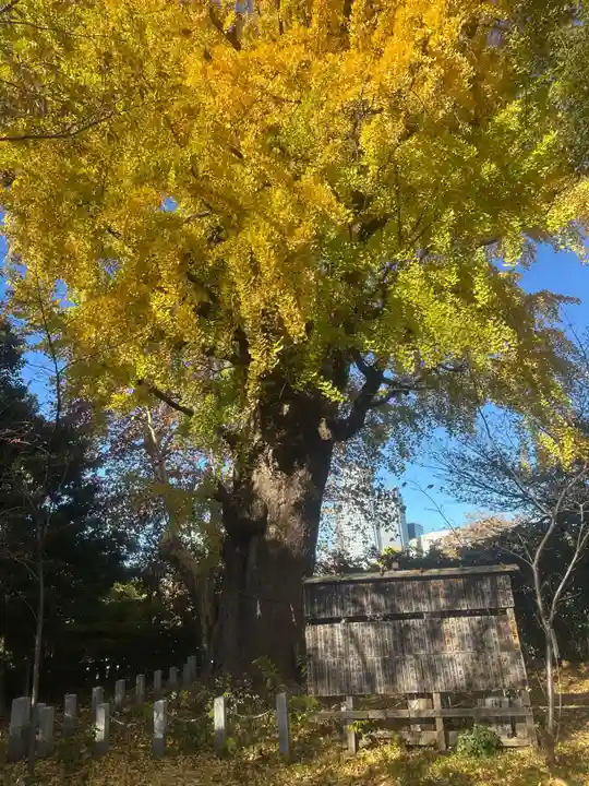 芝東照宮の自然