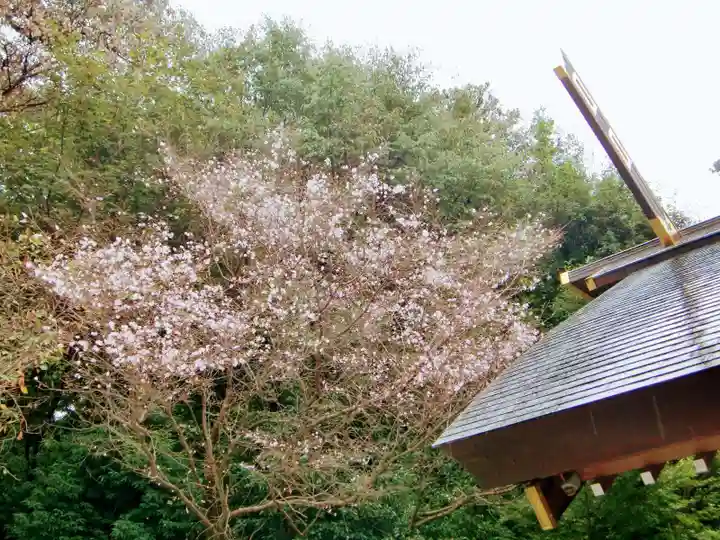 櫻木神社の自然