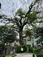 大雄寺(東京都)