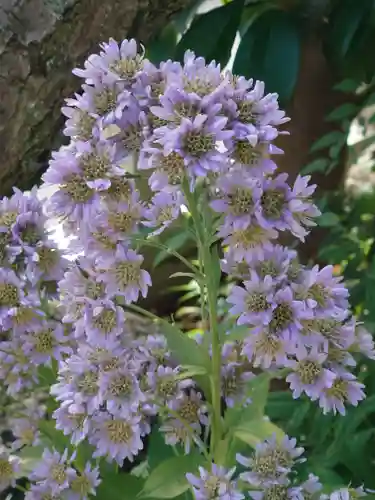 宮地天満宮(埼玉県)