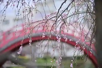 亀戸天神社(東京都)