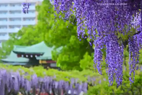 亀戸天神社(東京都)