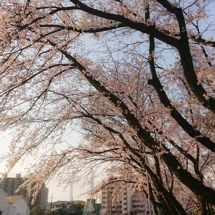 神明社(国府宮神明社)の自然