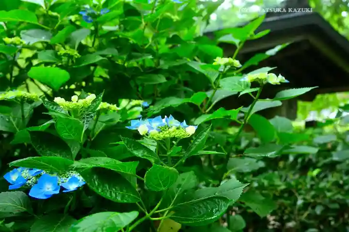 明月院(神奈川県)