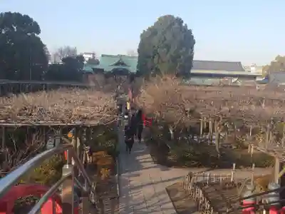 亀戸天神社(東京都)