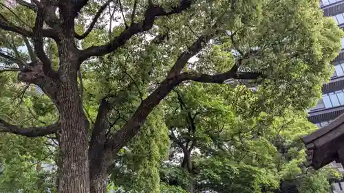 今益稲荷神社の自然