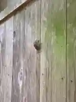 東谷山白龍大明神(愛知県)