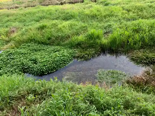 大杉神社　加茂神社(栃木県)