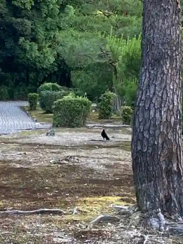 明治天皇伏見桃山陵の動物