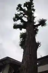 越谷香取神社の自然