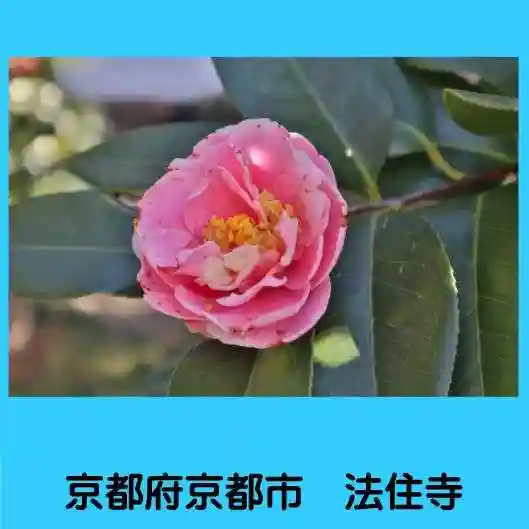 後白河院御聖蹟 法住寺の自然