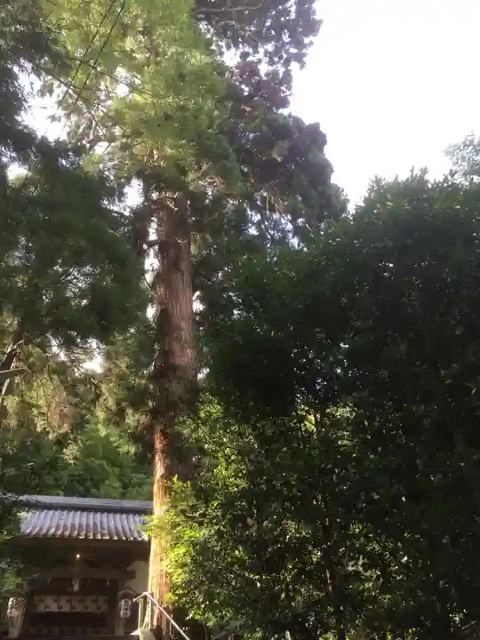 田間神社の自然