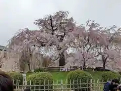 八坂神社(祇園さん)の自然