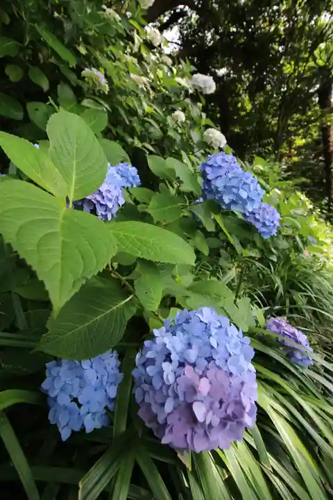 長谷寺(神奈川県)