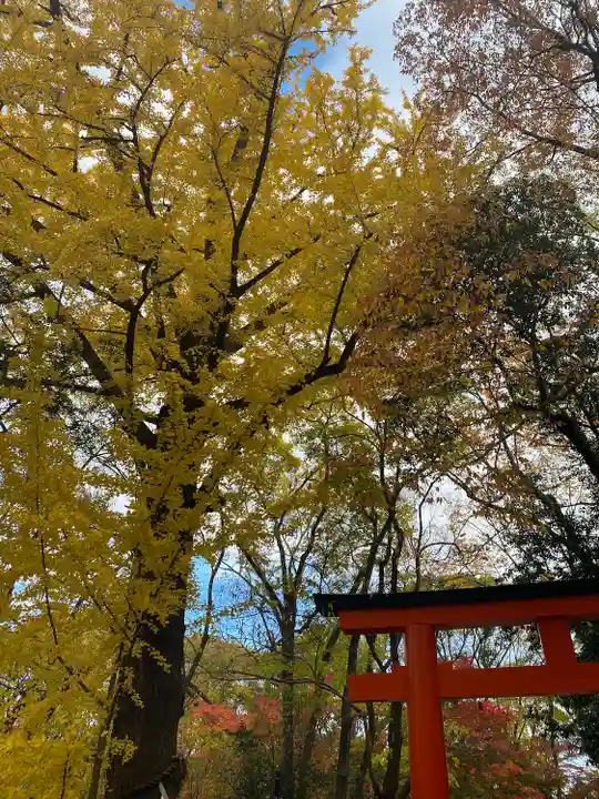 賀茂御祖神社(下鴨神社)の自然