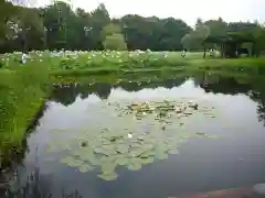 長谷寺(古河長谷観音)の周辺