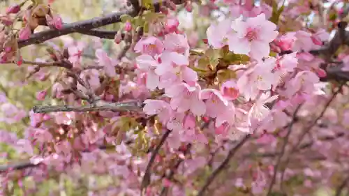 晴明神社の自然