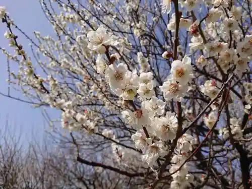 牛嶋天満宮の自然