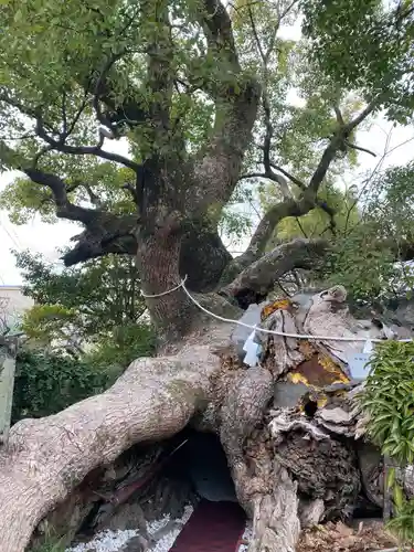 牛嶋天満宮の自然