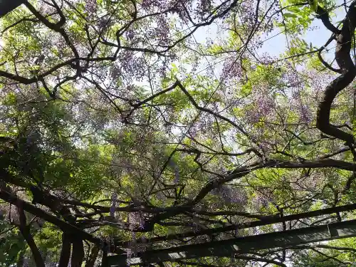 國領神社の自然