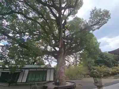 平野神社(京都府)