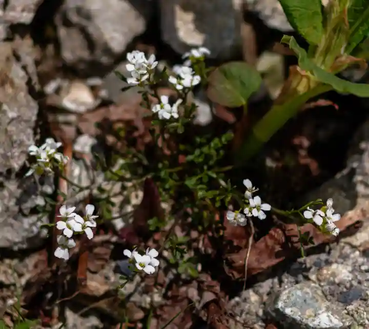 雄山神社峰本社の自然