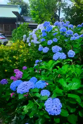 本郷氷川神社(東京都)