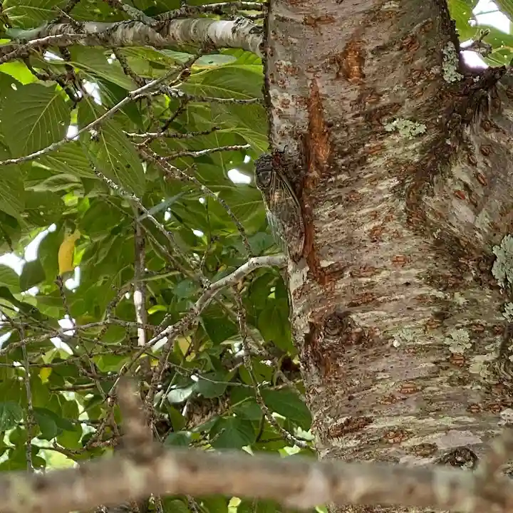 賀羅加波神社(広島県)