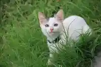 長屋神社の動物