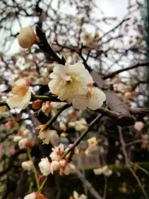 東長谷寺　薬王院(東京都)