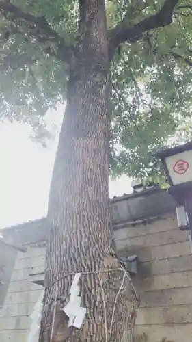 三島神社の自然