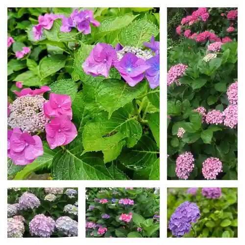 御霊神社の自然