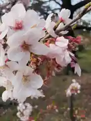 報徳二宮神社の自然