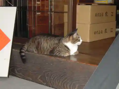 平等寺（因幡堂）の動物