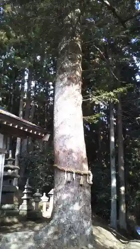 儛草神社の自然
