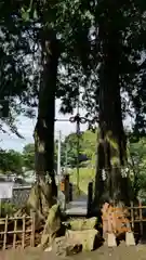 武雄神社の自然