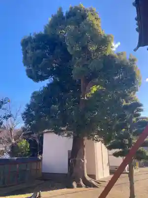 八幡神社(神奈川県)
