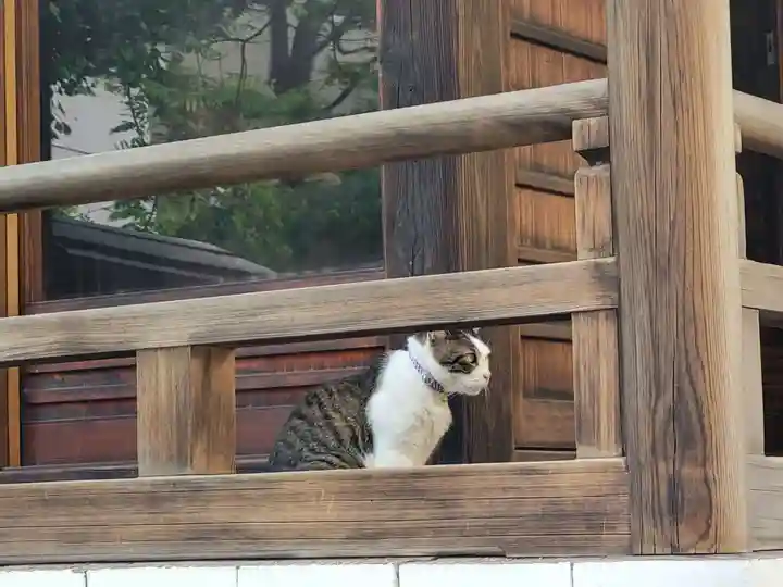 蔵前神社の動物