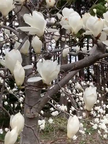 北海道神宮の庭園