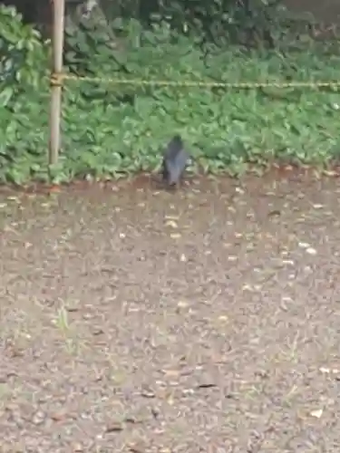 須賀神社の動物
