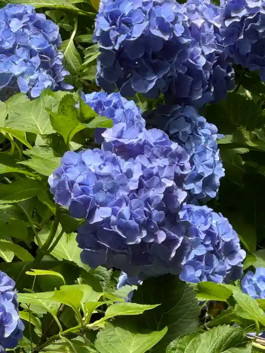柳谷観音 楊谷寺(京都府)