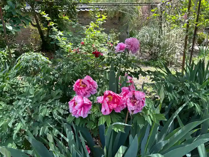 金剛寺(奈良県)