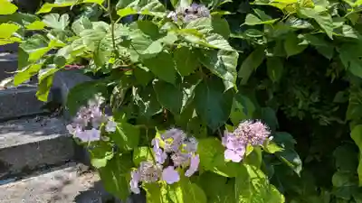 山上大神宮の自然