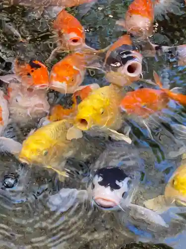 秩父神社の{uncategorized: "未分類", other: "その他", undefined: "問題あり", building: "その他建物", grave: "お墓", sacred_gate: "鳥居", guardian: "狛犬", statue: "像", buddha: "仏像", history: "歴史", nature: "自然", garden: "庭園", animal: "動物", pagoda: "塔", temizu: "手水舎", mountain_gate: "山門・神門", sanctuary: "本殿・本堂", subordinate: "末社・摂社", art: "芸術", scenery: "景色", jizo: "地蔵", ema: "絵馬", goshuin: "御朱印", omikuji: "おみくじ", items: "授与品その他", amulet: "お守り", goshuincho: "御朱印帳", eats: "食事", festival: "お祭り", votive_dance: "神楽", shichigosan: "七五三参", wedding: "結婚式", experience: "体験その他", initially: "初詣", around: "周辺", anti_infection: "感染症対策"}