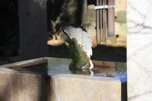 神炊館神社 ⁂奥州須賀川総鎮守⁂の手水