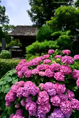 極楽寺（霊鷲山感應院極楽律寺）の庭園