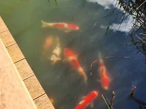 福祥寺（須磨寺）の動物
